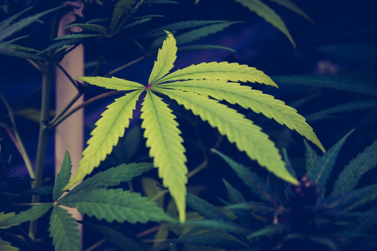 Addicted to Weed Quizzes